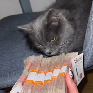 Telegram profile photo for Bo1odya's Liquidation Party