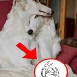 Telegram profile photo for ЩАБАК 𝒹𝗮𝗶𝗹𝘆 + 𝒸𝗼𝗻𝗳𝗲𝘀𝘀𝗶𝗼𝗻
