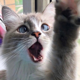 Telegram profile photo for Catsnejka