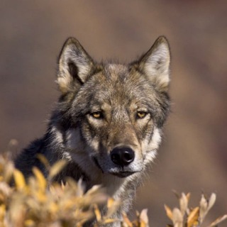 Telegram profile photo for Wolf Gifs πΊ