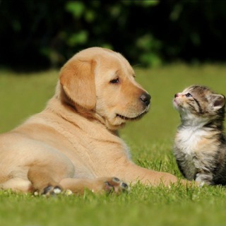 Telegram profile photo for Natural Pets