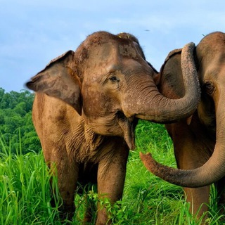 Telegram profile photo for Пхукет🐘Путеводитель