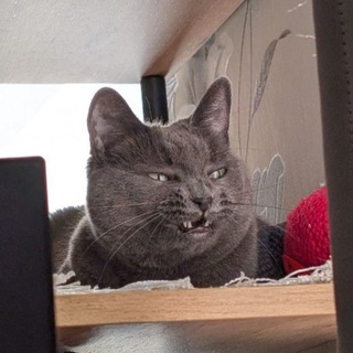 Telegram profile photo for Бататата