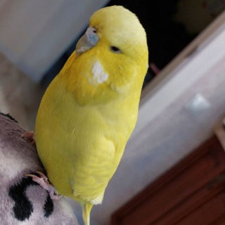 Telegram profile photo for Птичий уголок🦜