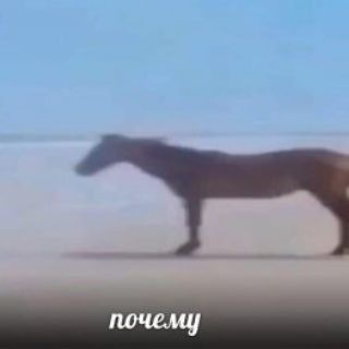 Telegram profile photo for редирект на блоктолк