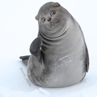 Telegram profile photo for пупкоп