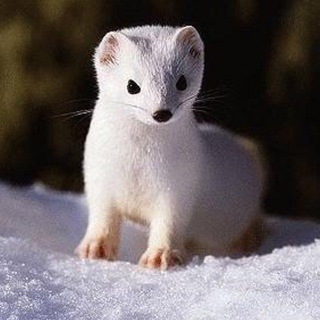 Telegram profile photo for Белый Соболь