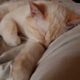 Telegram profile photo for cat confession