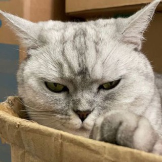 Telegram profile photo for Cat & Dog Trading