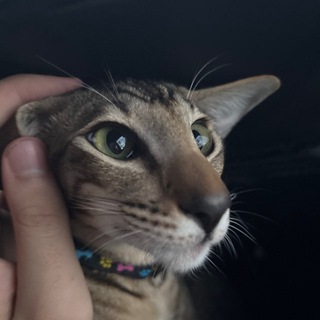 Telegram profile photo for Кот Диспетчер и картинки