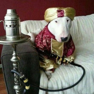 Telegram profile photo for Канал абсолютного лидера(КАЛ)