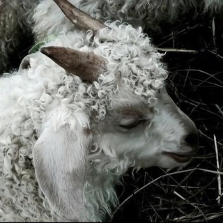 Telegram profile photo for godmother