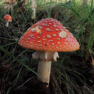 Telegram profile photo for Дина Ельцева, художник.