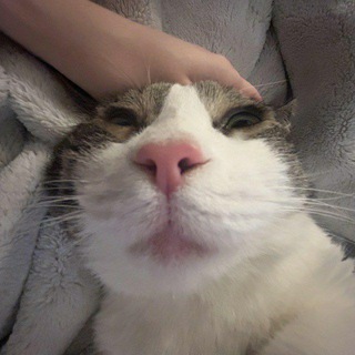Telegram profile photo for Gloopy Sploinky Animals