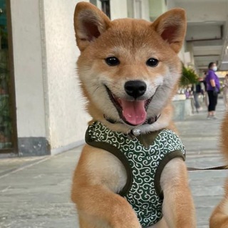 Telegram profile photo for 搵工Channel