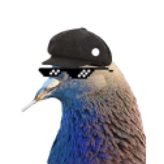 Telegram profile photo for Голубь Забайкалович | Забайкальские мемы