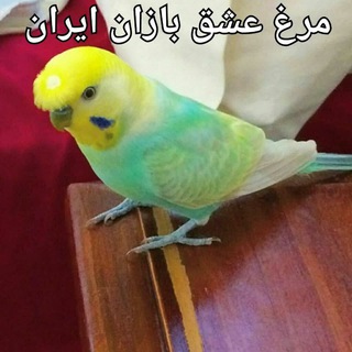 Telegram profile photo for مرغ عشق بازان ایران