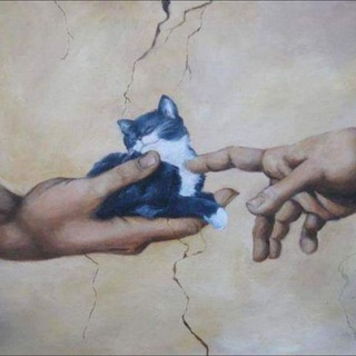 Telegram profile photo for Котішечки коти