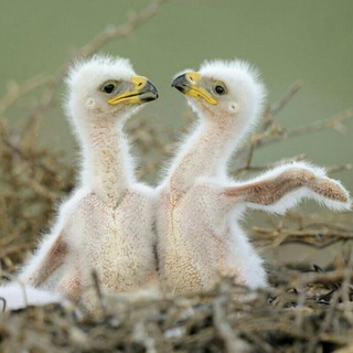 Telegram profile photo for The Eagle flies free