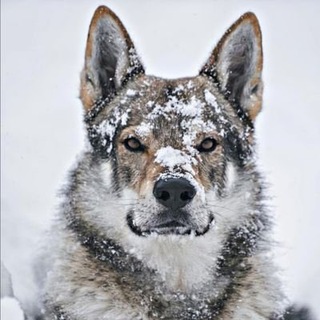 Telegram profile photo for Kurtoloji Borsası 🇹🇷