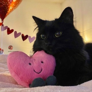 Telegram profile photo for Взаимные подписки