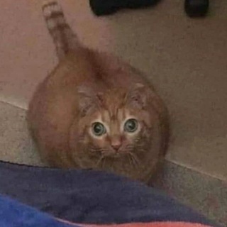 Telegram profile photo for Бревно Борис 81+