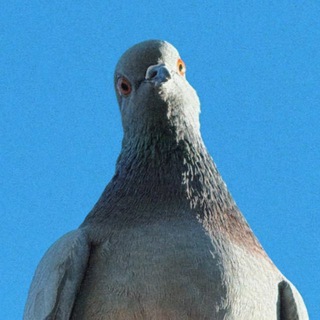 Telegram group profile photo for да, у нас есть голуби 🐦