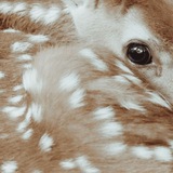 Telegram profile photo for ᅠᅠmarmeladoww