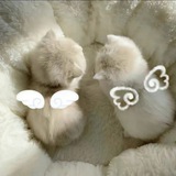 Telegram profile photo for ๐ท๐๐ฎ๐ง๐ฒ๐ฎ๐๐๐จ.ไฟก่ช๐ท