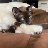 Telegram profile photo for Европейская Бурма Shanti Spb