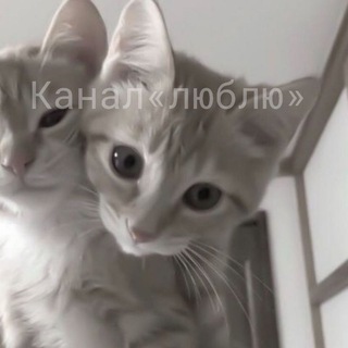 Telegram profile photo for Люблю