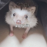 Telegram profile photo for vse_normalno/pictures