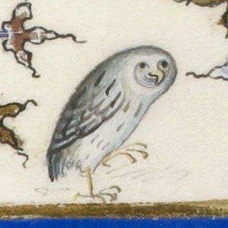 Telegram profile photo for apus pallidus
