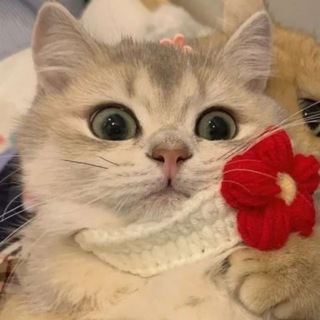 Telegram profile photo for 网络安全研究