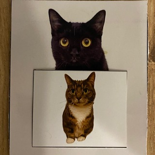 Telegram profile photo for малыш котокроль