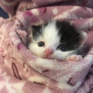 Telegram profile photo for реклама в плюшевых