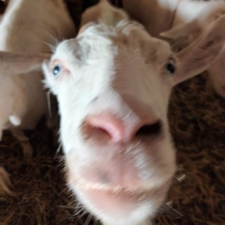 Telegram profile photo for Коза по имени Данко