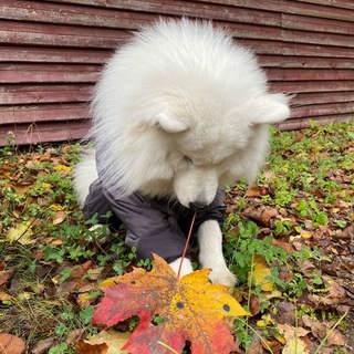 Telegram profile photo for Мишка принимает решение