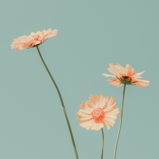 Telegram profile photo for psychology | علم نفس 🌻