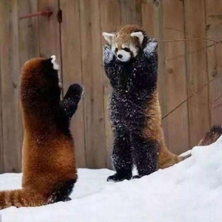Telegram profile photo for 小熊猫的交易之路