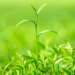 Telegram profile photo for CSIR-UGC NET/JRF( Life Sciences)