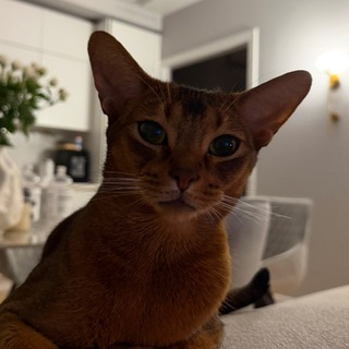 Telegram group profile photo for Комменты Яна