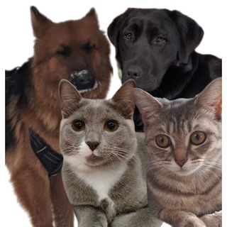 Telegram profile photo for 🐾Лапки Ирбиса🐾