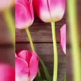 Telegram profile photo for بنیاد سلامت