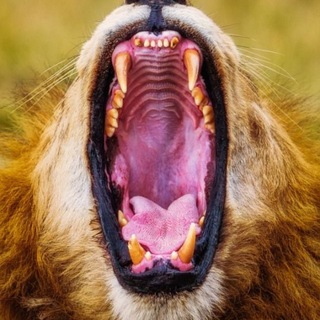 Telegram profile photo for клуб хищников