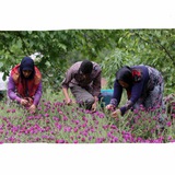 Telegram profile photo for Favoriteوەروچن werwıçın