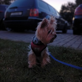 Telegram profile photo for Даффи🐶 🐕 💋