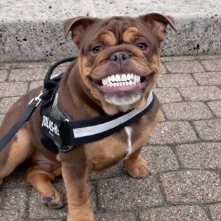 Telegram profile photo for Истребитель 110(49,9)