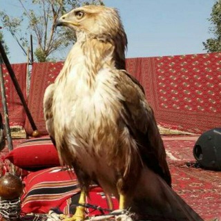 Telegram profile photo for قنات رسمیه تسجیلات طاهر حسناوی