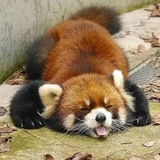 Telegram profile photo for Сяо, Фраул и их шиза